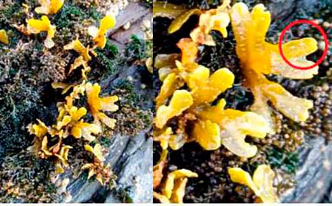 Fucus spiralis